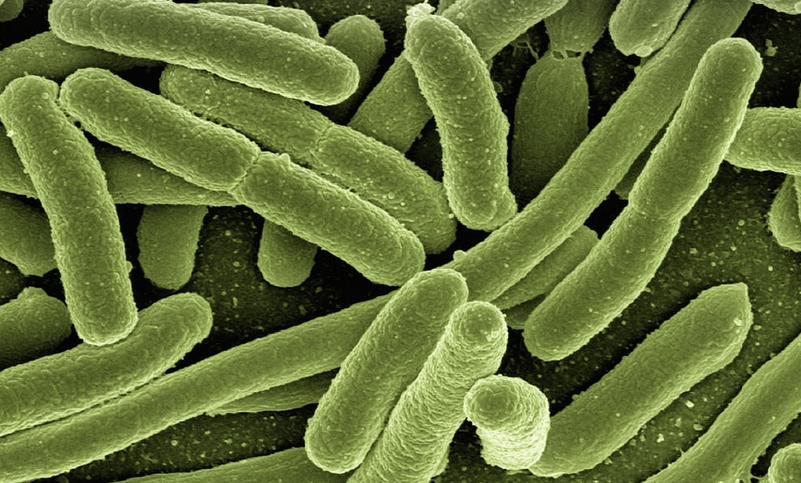 Bacteria Found In Colon