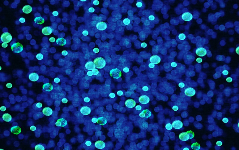 Can Simple Staining Technique Be Used For Differentiation Of Bacteria